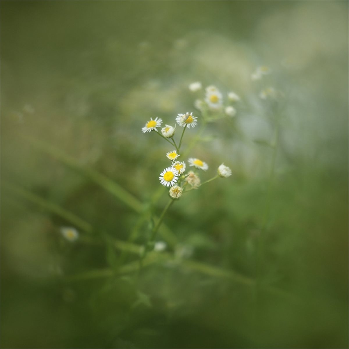 Filtr 77/82mm z odsłoniętym śr – Photography Close Up recenzja i cena